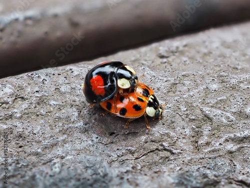 Zwei Marienkäfer (Coccinellidae) bei der Paarung mit unscharfem Hintergrund photo