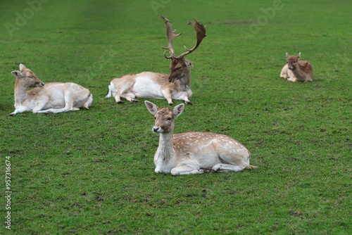 Rotwild Herde mit Hirsch und Kühen im Versteck photo