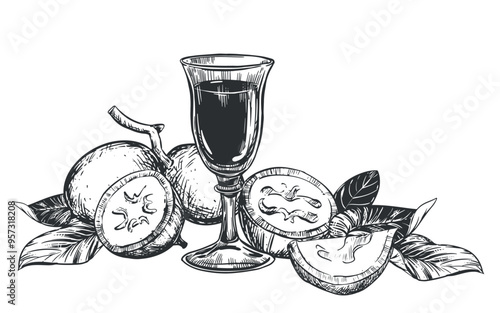 Walnut composition in engraving technique. Unripe walnut seeds whole and halves, leaves and branches. Vector shot glass of Italian liqueur Nocino. Linear sketch in black ink on white background.