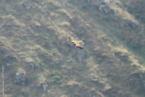 A Common Kestrel in Alsace 