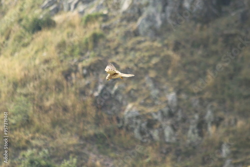 A Common Kestrel in Alsace 