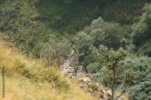 A Common Kestrel in Alsace 