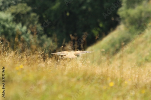 A Common Kestrel in Alsace 