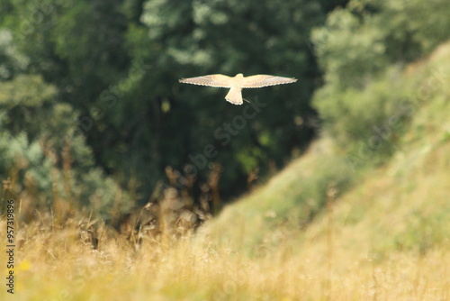 A Common Kestrel in Alsace 