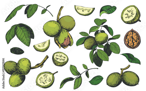 Vector walnut in color engraving technique. Unripe walnut seeds whole and halves, leaves and branches. Clipart for Nocino liqueur label. Linear ink sketch.