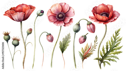 Floral clipart set: red flowers and poppy buds. Ideal for greetings, cards, packaging, spring designs, botanical illustrations and creative projects.
