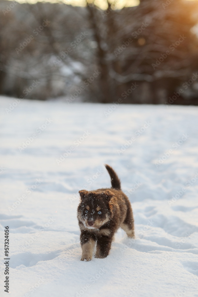 A small brown dog is walking through the snow A small brown dog is walking through the snow