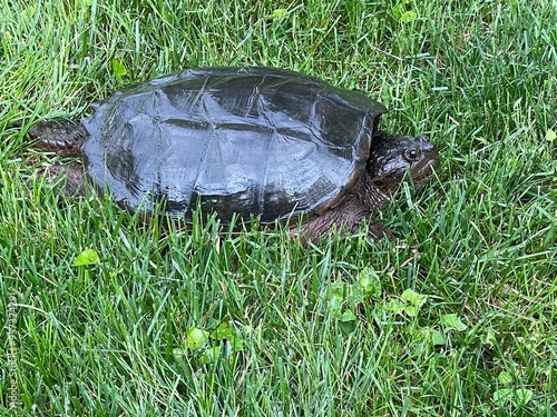 turtle on the grass