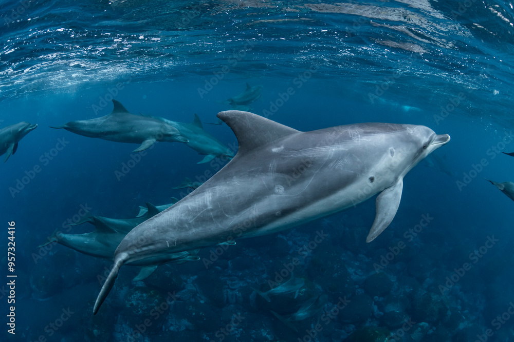 Indian Bottlenose Dolphin Indian Bottlenose Dolphin