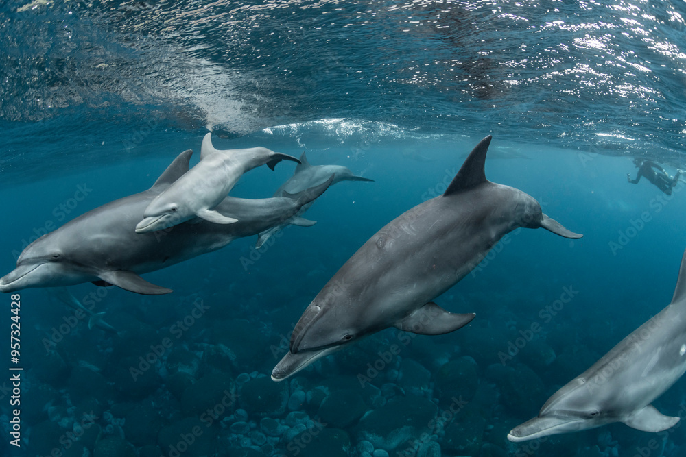 Indian Bottlenose Dolphin Indian Bottlenose Dolphin