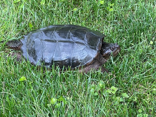 turtle on the grass