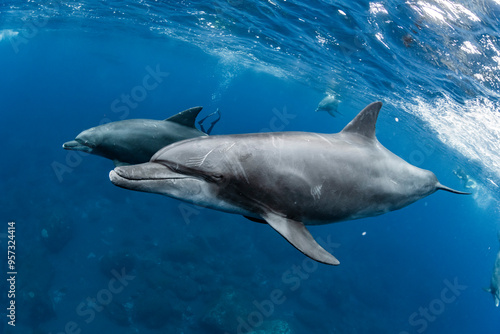 Wallpaper Mural Indian Bottlenose Dolphin Torontodigital.ca