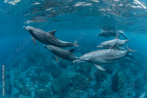 Wallpaper Mural Indian Bottlenose Dolphin Torontodigital.ca