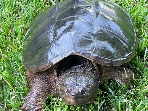 turtle on grass photo