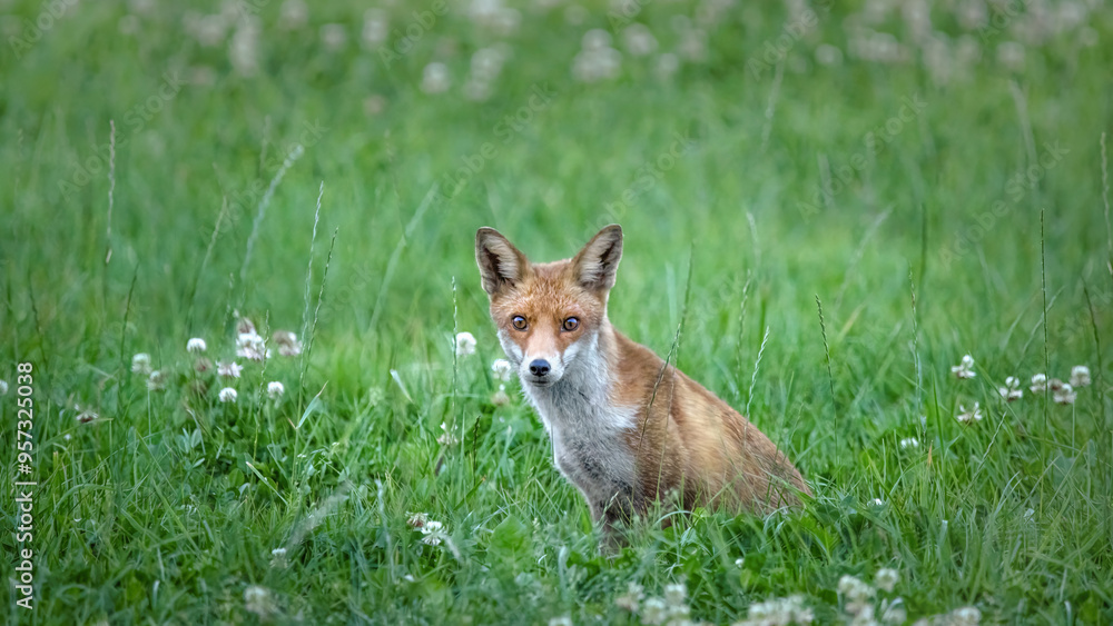 Sitting Red Fox (Vulpes Vulpes) Sitting Red Fox (Vulpes Vulpes)