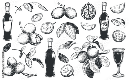 Vector walnut in engraving technique. Unripe walnut seeds whole and halves, leaves and branches. Bottle of Italian liqueur Nocino, glass with aperitif. Linear sketch in black ink on white background.