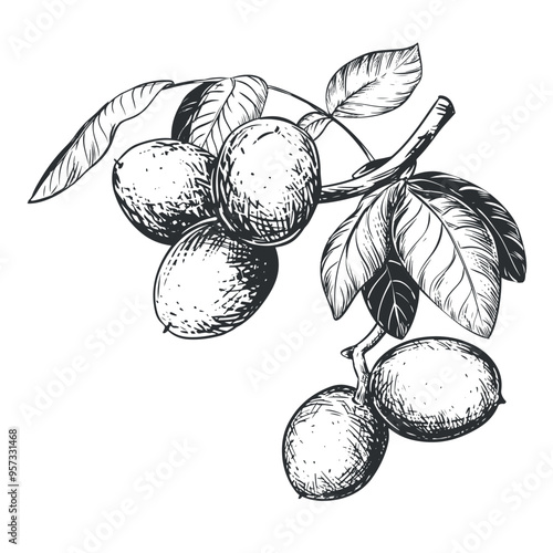 Line sketch of a walnut branch. Hand drawn vector ink drawing of nut. Branch with leaves and harvest. Healthy eating and diet. Outline illustration using engraving technique on a white background.