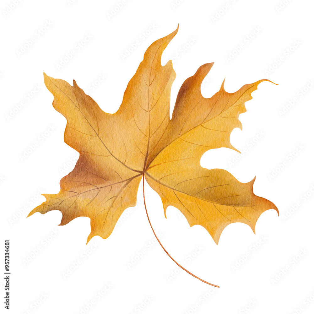 Watercolor autumn maple leaf . Hand drawn illustration. Transparent PNG. Watercolor autumn maple leaf . Hand drawn illustration. Transparent PNG.