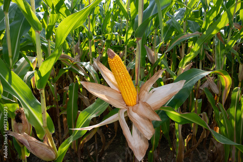 Corn cob, maize (Zea mays) opened cob in a maize field photo