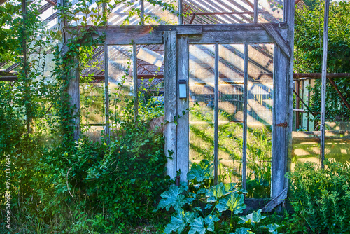 Canvas Print Overgrown Abandoned Greenhouse with Ivy and Sunlight at Eye Level