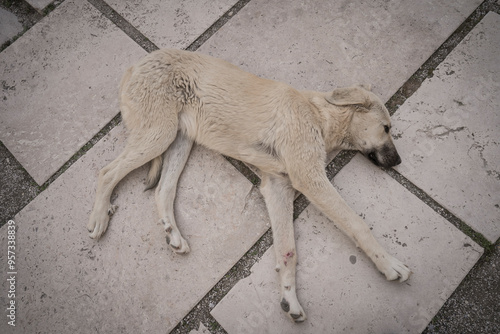 lonely street dog in cappadocia photo