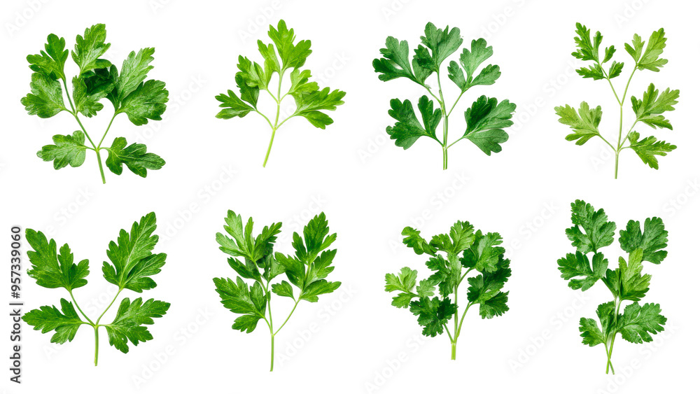 Fresh parsley leaves isolated on transparent background Fresh parsley leaves isolated on transparent background