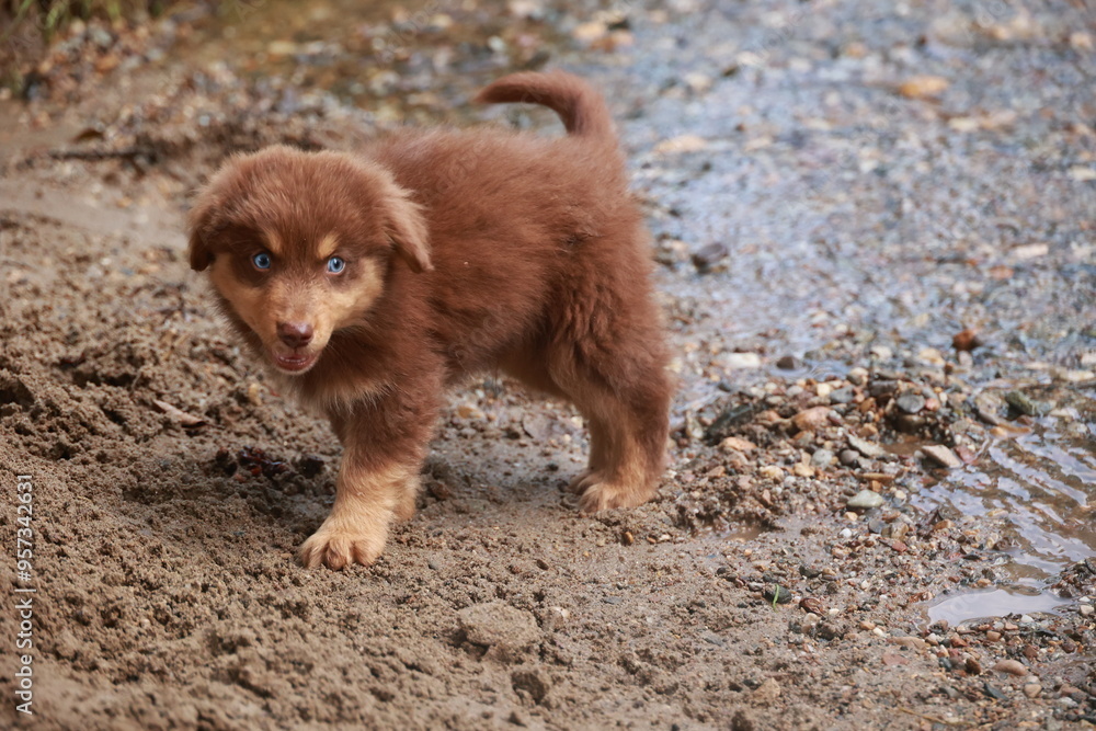 A brown puppy is standing in the dirt with its tongue out A brown puppy is standing in the dirt with its tongue out