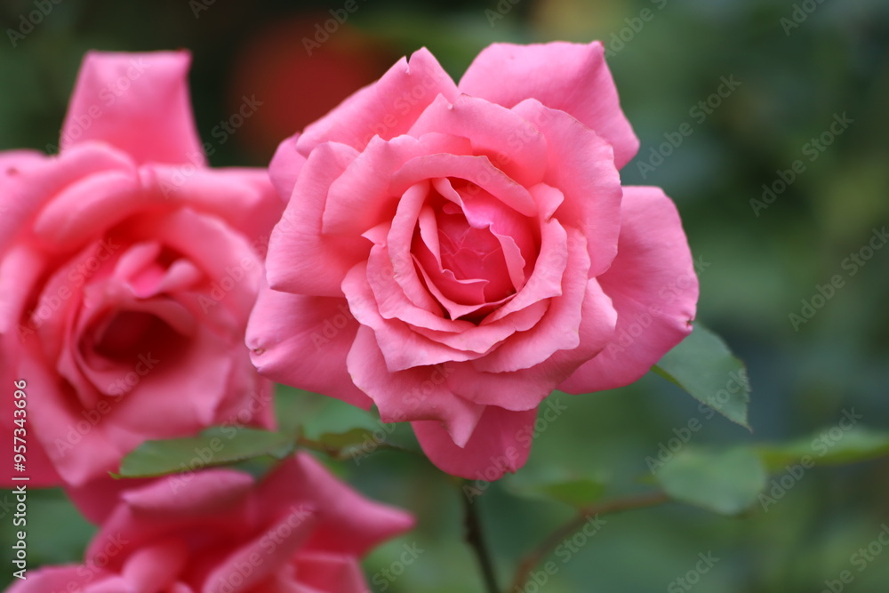 Beautiful pink rose on a green background. Close up. Beautiful pink rose on a green background. Close up.