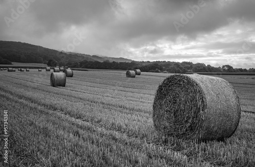 sheafs of hay on the field