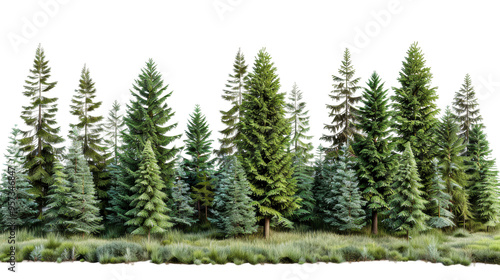 Dense green pine forest with various tree species in daytime light isolated on transparent background