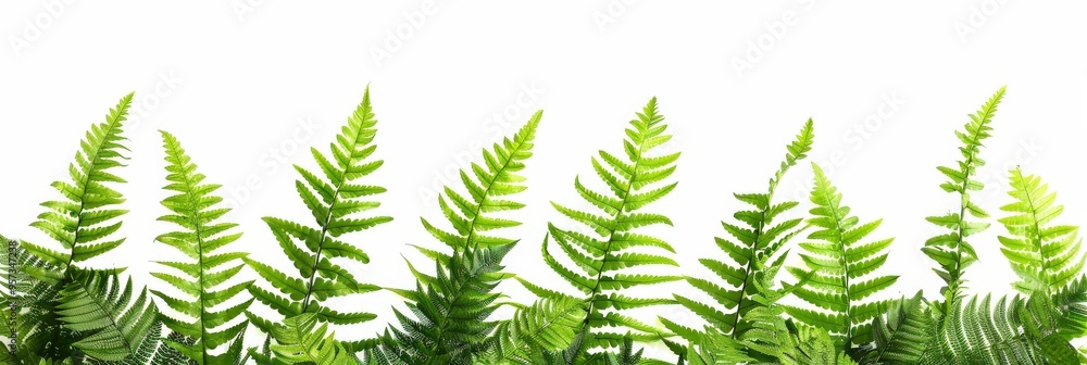 Fern Leaves. Tropical Green Leaves on White Background, Isolated with Clipping Path Fern Leaves. Tropical Green Leaves on White Background, Isolated with Clipping Path