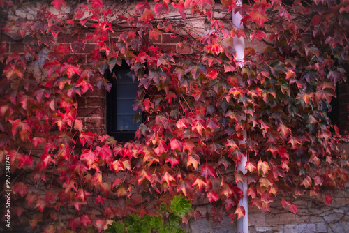 autumn leaves on wall