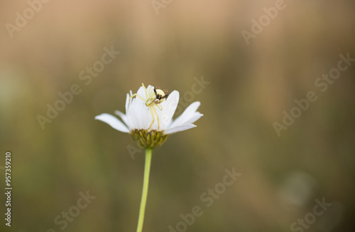 Goldenrod Crab Spider (misumena vatia)