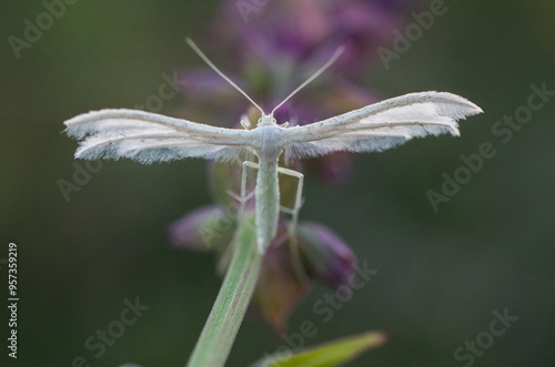 White plume moth (Pterophorus pentadactyla) photo