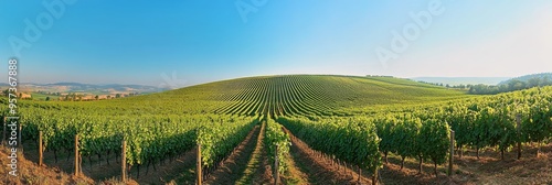 A vast green vineyard stretches into the distance, showcasing neatly arranged rows of vines under a bright blue sky, capturing the essence of rural agriculture