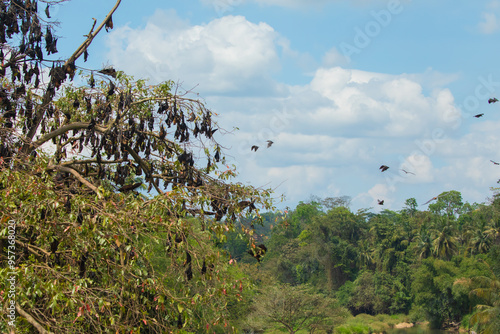 close-up hanging Mariana fruit bat (Pteropus mariannus) photo