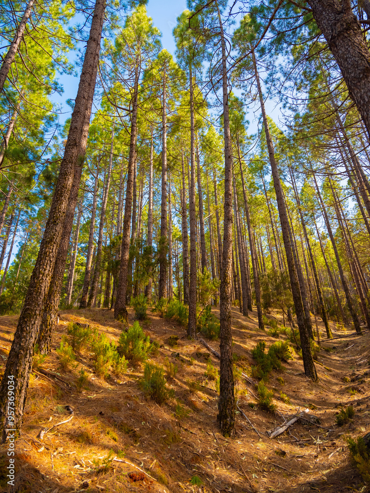 spring dense pine forest with light young needles spring dense pine forest with light young needles