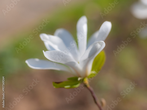 Mixed colorful flowers Nature background