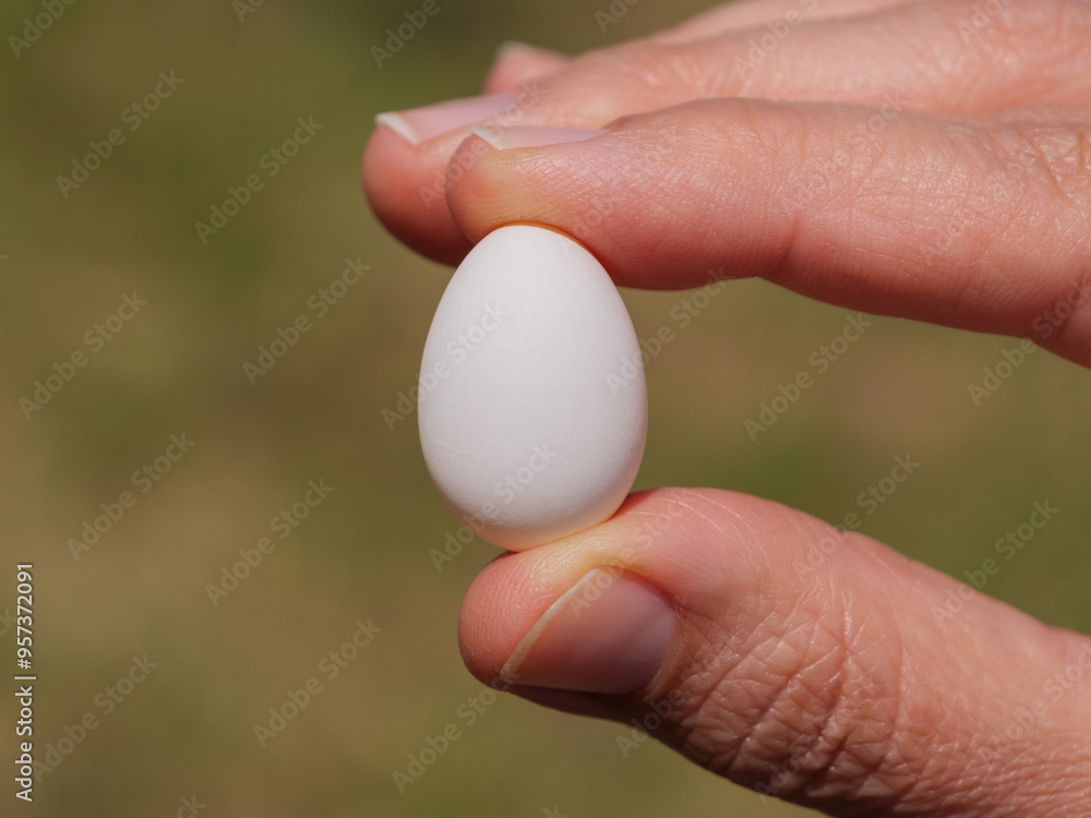 Hand holding a delicate little white bird egg with fingertips outdoors in natural light. Hand holding a delicate little white bird egg with fingertips outdoors in natural light.