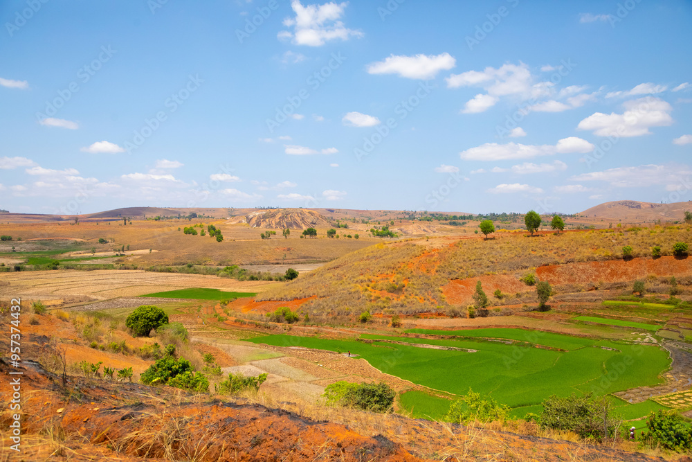 Fototapeta premium Typical Madagascar landscape rice terrace fields