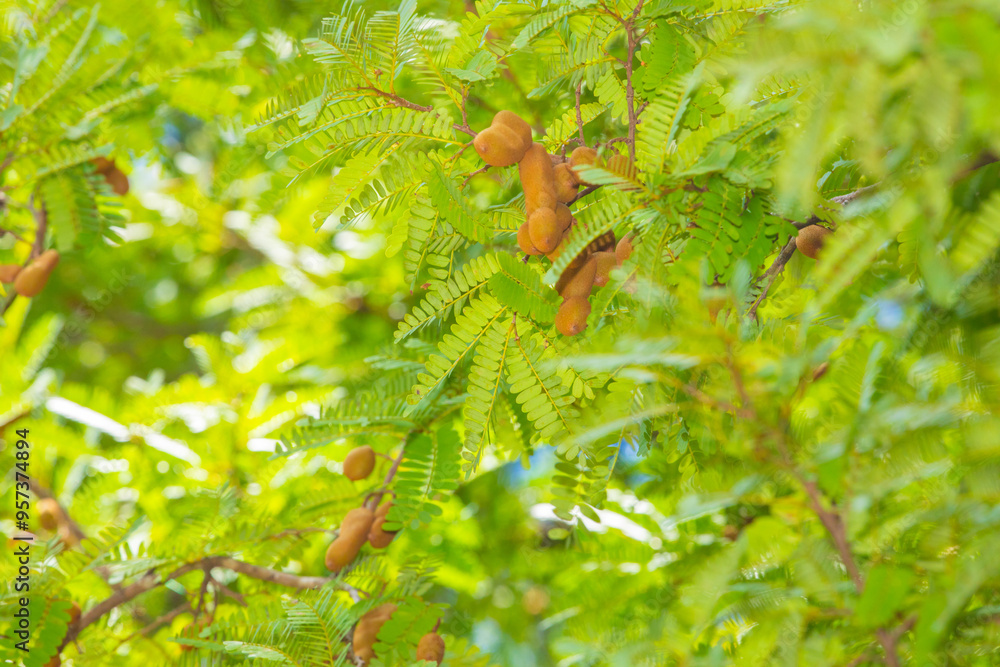 Sweet tamarind and leaf on the tree. Sweet tamarind and leaf on the tree.