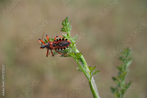 Rhynocoris iracundus photo