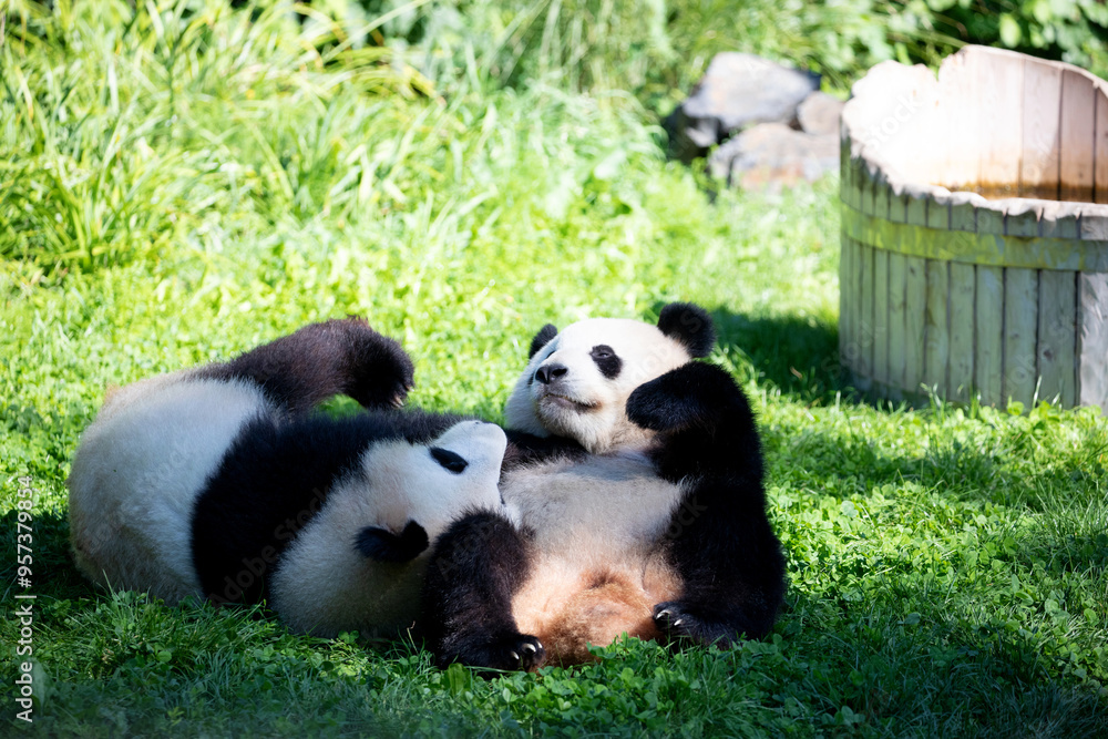 cheerful playing pandas on green lawn cheerful playing pandas on green lawn