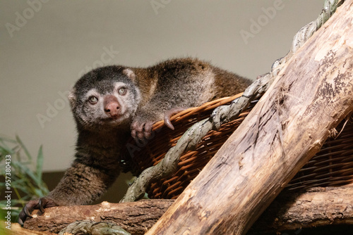 cute wild bear cuscus aulirops ursinus arboreal photo