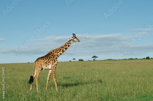 Family of giraffes walking through grasslands in Kenya, Africa, Tanzania. Wildlife safari photography, travel, African safari, Mother giraffe, Father giraffe, Baby giraffe, male, female, blue skies photo