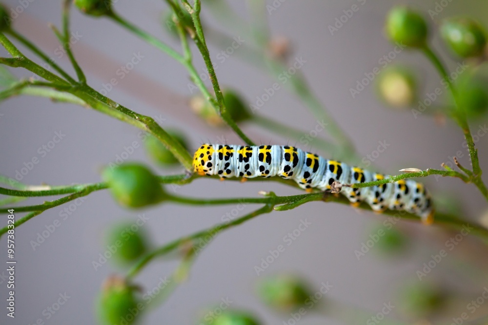 Caterpillar of a water betony, Shargacucullia scrophulariae Caterpillar of a water betony, Shargacucullia scrophulariae