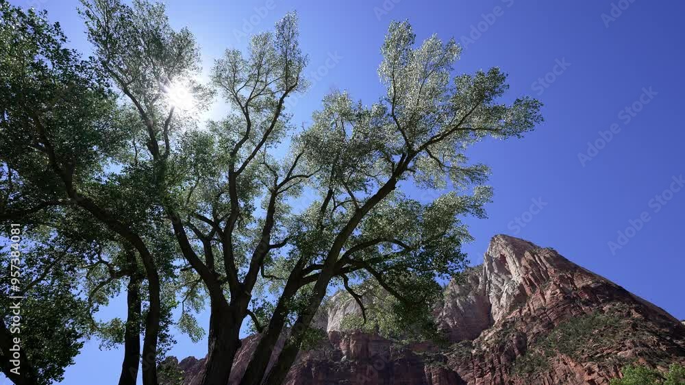 Sun shining through tree in Zion viewing the red rock while tilting down. Sun shining through tree in Zion viewing the red rock while tilting down.