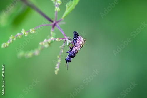 Common tiphiid wasp, Tiphia femorata, on a plant photo