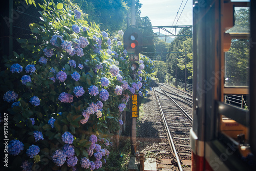 Train Tracks and Signal Lights near Hydrangea Bushes photo