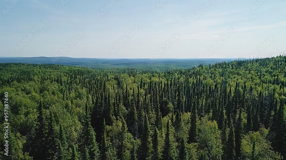 A forest viewed from above with numerous trees in the foreground and a clear blue sky in the background A forest viewed from above with numerous trees in the foreground and a clear blue sky in the background